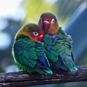 pair of lovebirds
