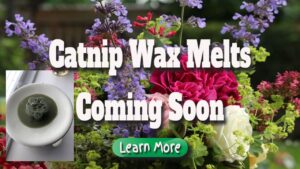 catnip wax melts coming soon