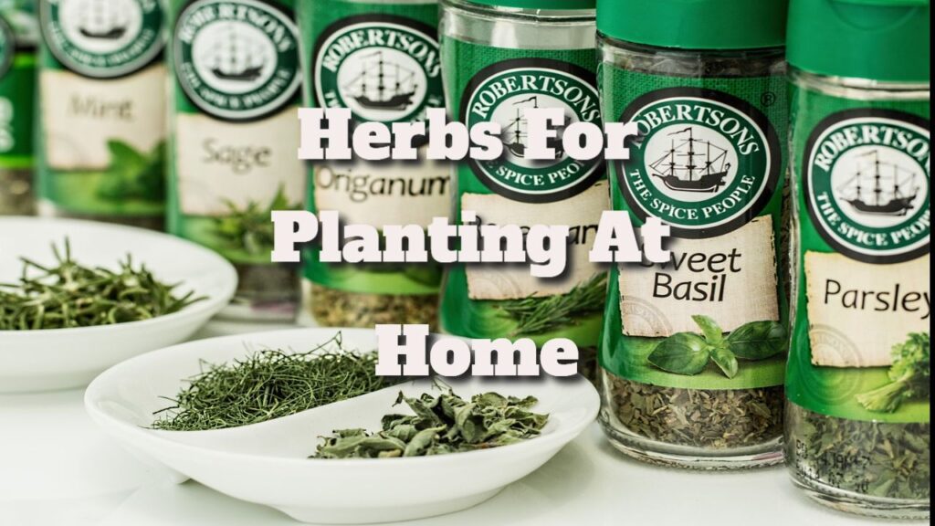 herbs for planting at home