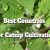 Best Countries For Catnip Cultivation