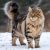 Caring for Maine Coon Cats: Essential Tips and Tricks