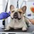 French Bulldog Grooming Tips for a Shiny Coat