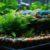 Aquascaping Basics: Your Essential Beginner’s Guide