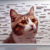 Cat Meme Tips for Gaining Feline Internet Fame