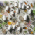 Herbal Supplements for Energy: The Essential Usage Guide