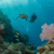 Belize Barrier Reef: Your 2025 Adventure for Diving and Snorkeling