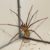Effective Spider Pest Control Strategies for Successful Elimination