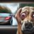 Proven Motion Sickness Remedies for Dogs