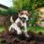 Digging Habits of Jack Russell Terriers: A Comprehensive Guide
